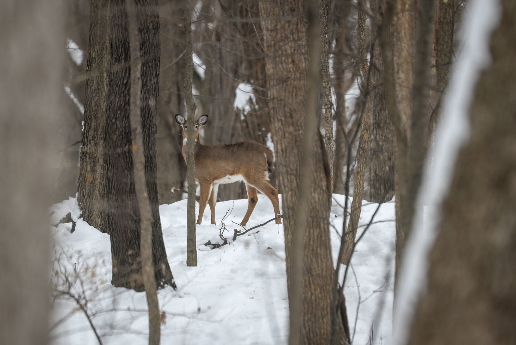 012319-qct-qca-deerhunt-007